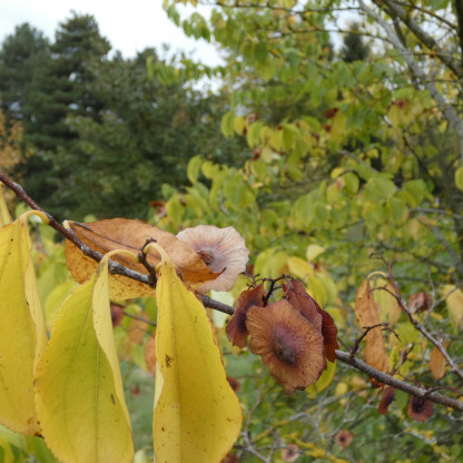 Sortie Découverte :Arboretum CHEVRELOUP